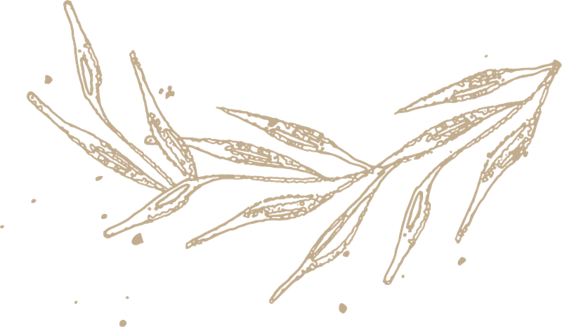 leaves