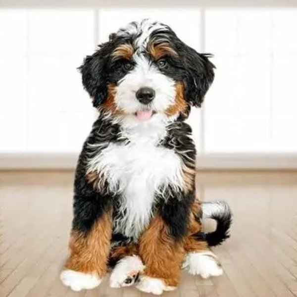Puppy fund