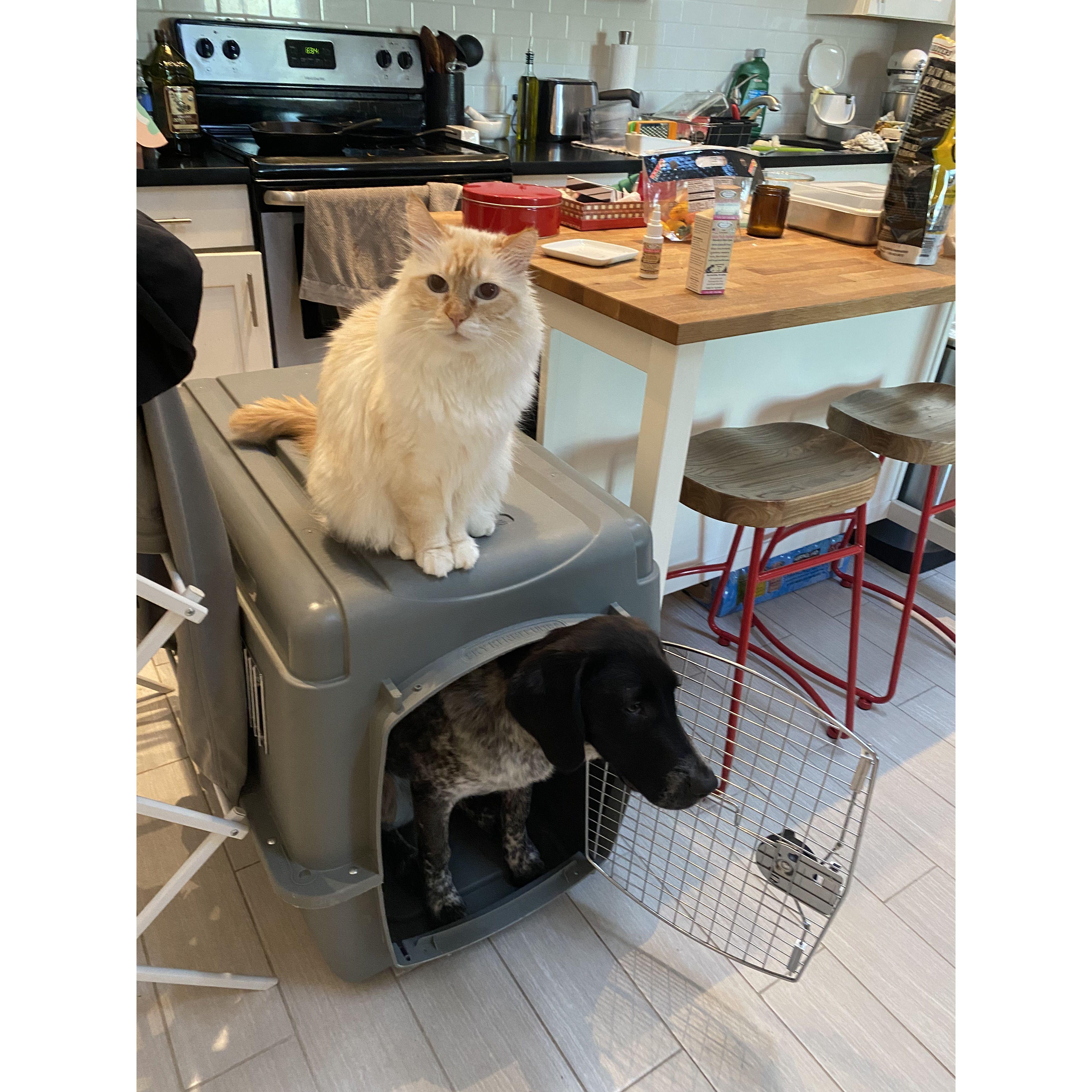 Nov 2021 - Moved into a 600 square foot beach cottage with our 6 month old puppy Sigge and kitty Mochi.