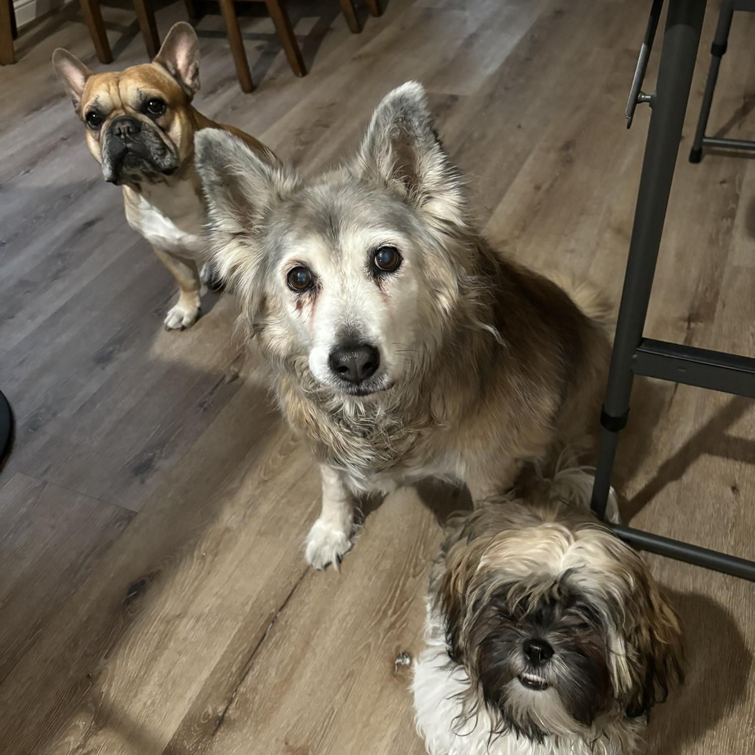 Our Fur Babies. (Rajah, Lola, Nami)