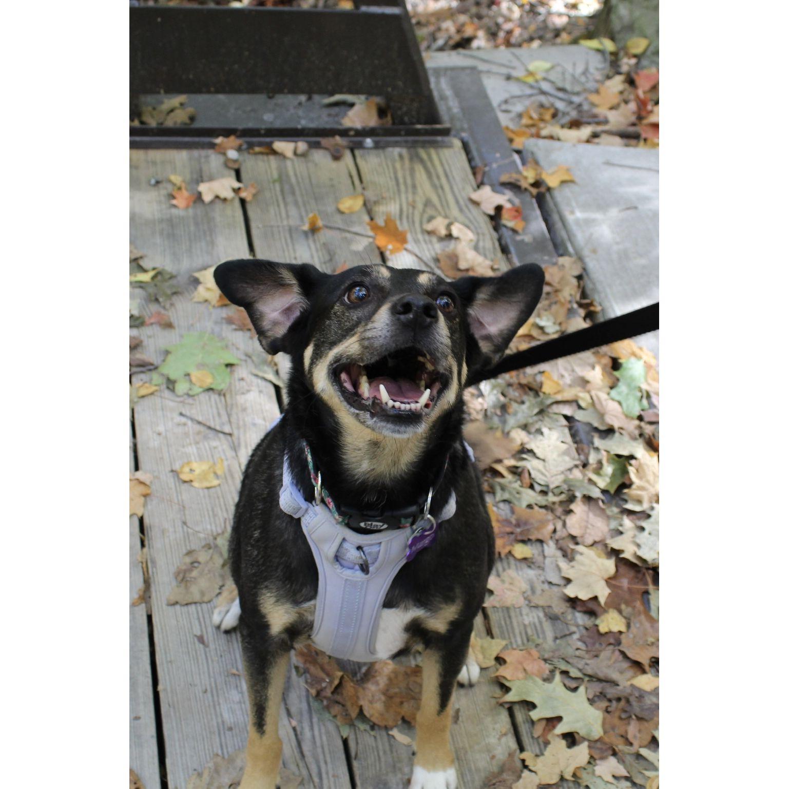 This is our dog, Margo!