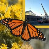 Missoula Butterfly House and Insectarium