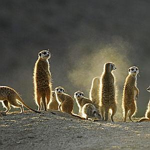 Meerkat Excursion in the Kalahari