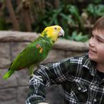 Bird Kingdom