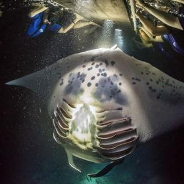 Kona Nighttime Snorkle with Manta Rays for 2 - Hawaii