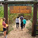 Buford Corn Maze