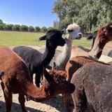 Fraser's Backyard Barnyard