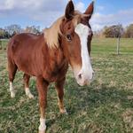 Oglebay Horseback Riding