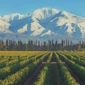 Wine Tour in the Uco Valley (Mendoza, Argentina)