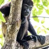 Monkey Hike