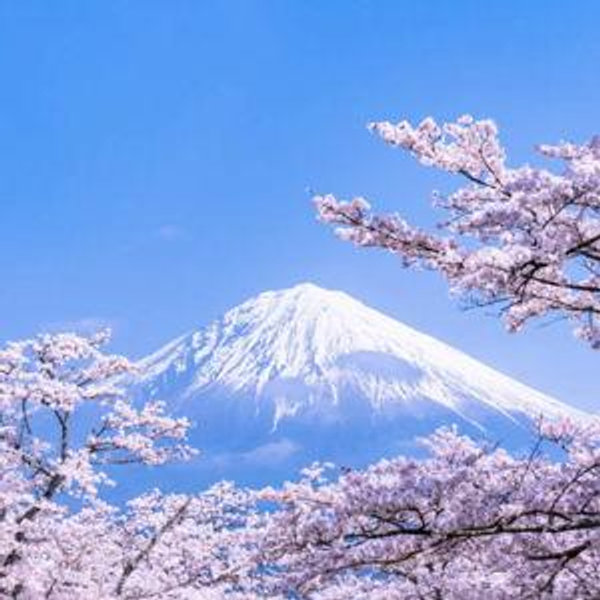 Private tour of the cherry blossoms in Tokyo Japan