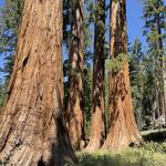 Mariposa Grove Trail
