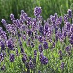 Peace Valley Lavender Farm