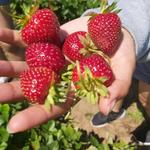 Bayfield Berry Farms, Orchards, and Taprooms