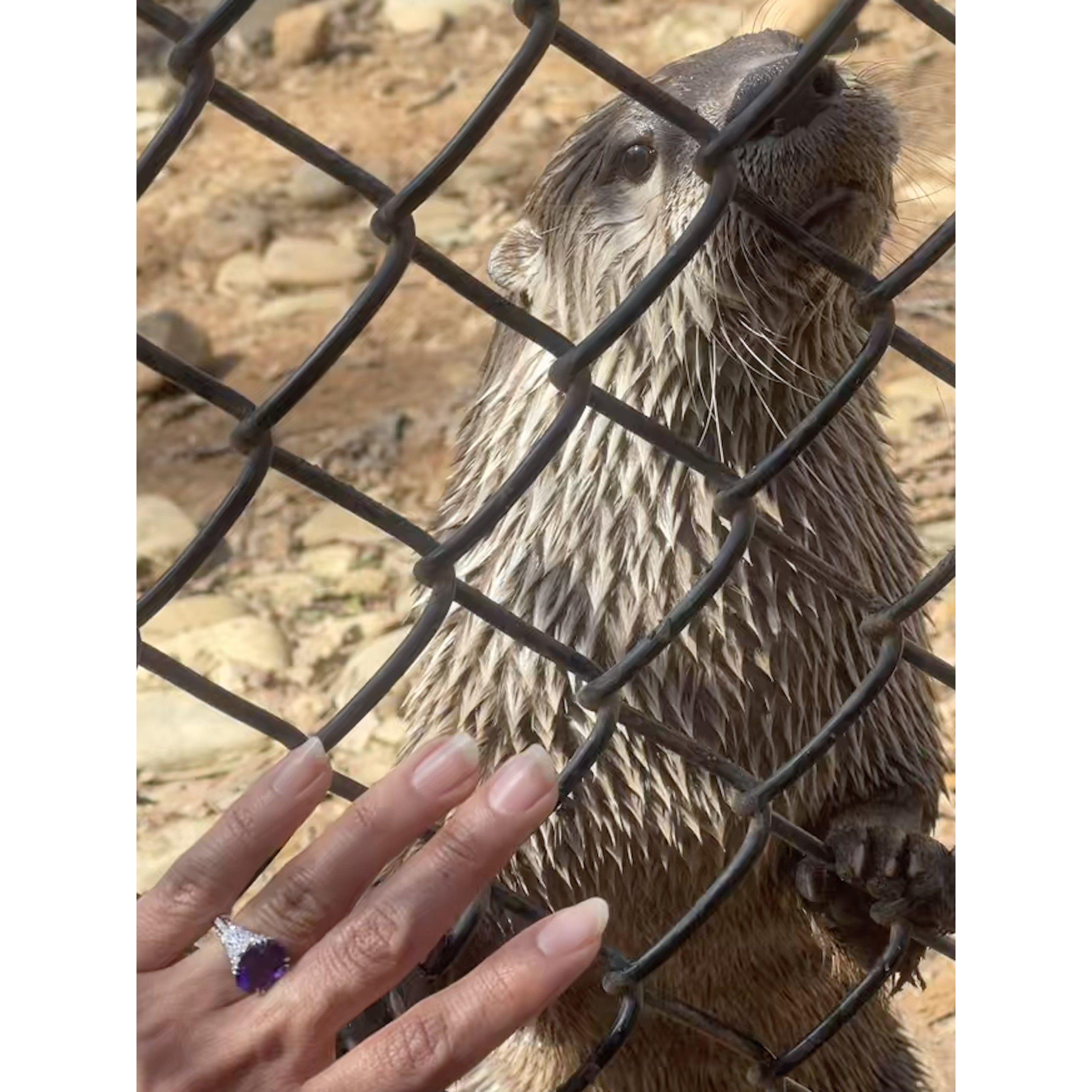 Our adopted son Otterbee helping us get engaged!