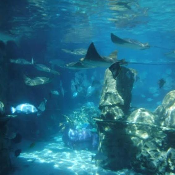 more creatures we saw. they gave us a water proof camera and I took as many photos as possible