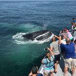 Cap’n Fish’s Whale Watch