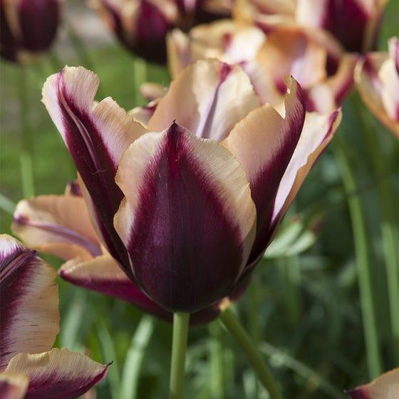 Aztec Cocoa Tulip Bulb Collection