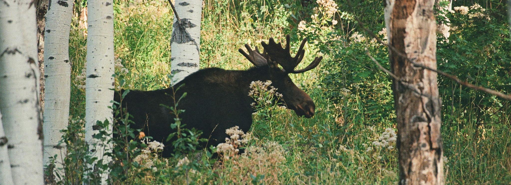 The Wedding Website of Hunter Jennings and Connor Cruse