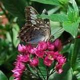 Butterfly House - So beautiful if you have not been to one.