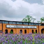 Vinedos San Lucas