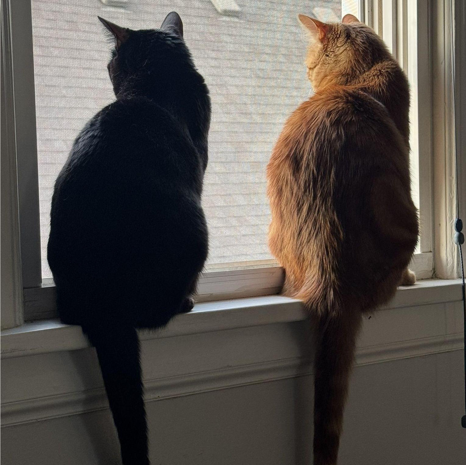 Biscuit & Dot