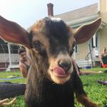 Retreat Farm