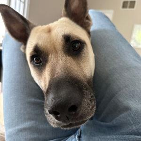 Pet Portrait for Finley