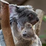 San Diego Zoo