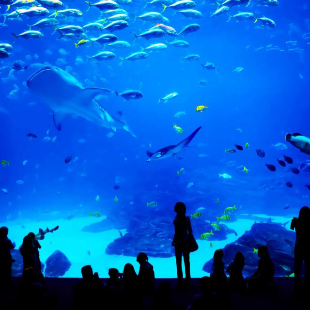 Branson Aquarium
