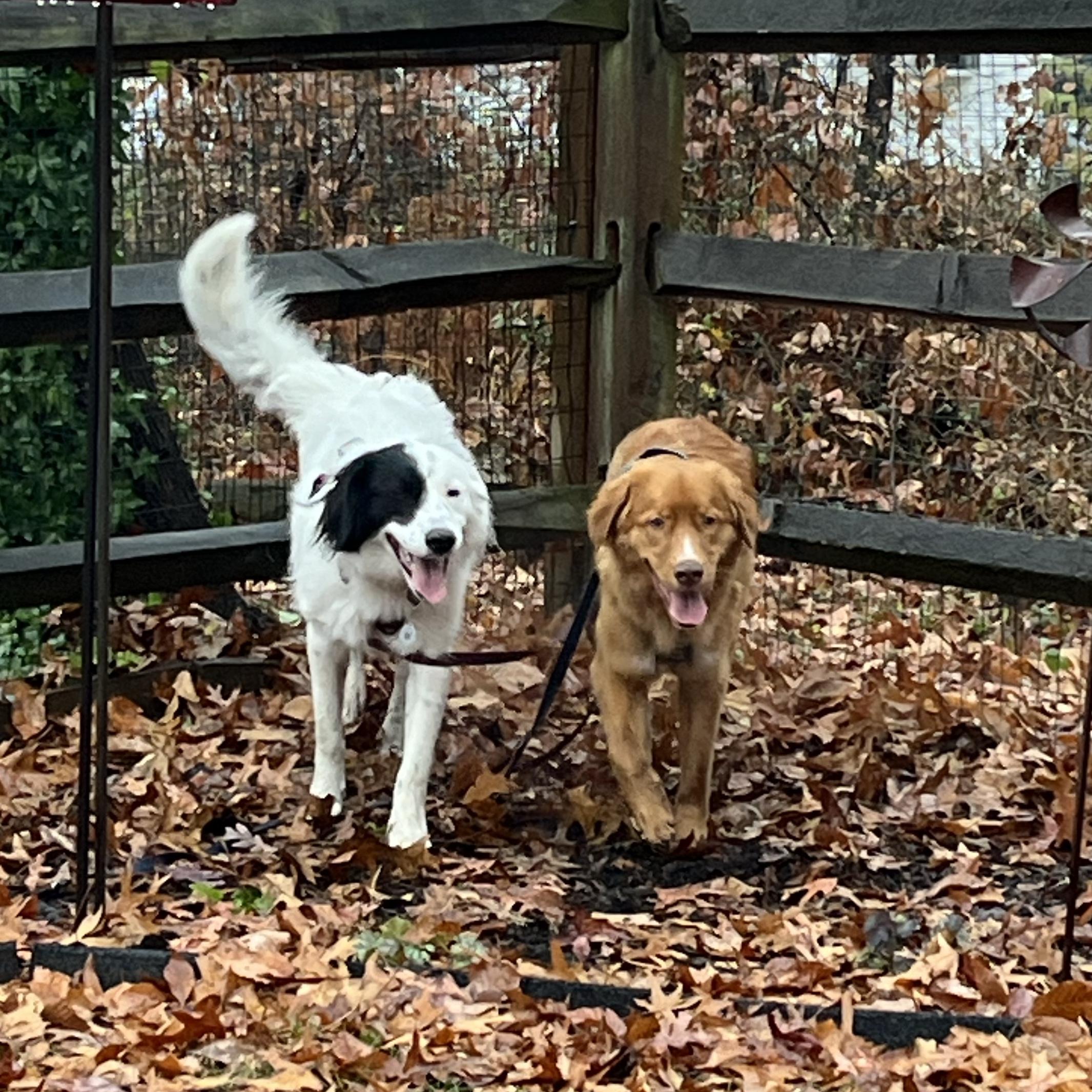 Skipper and Poppy’s Treat/Training Fund