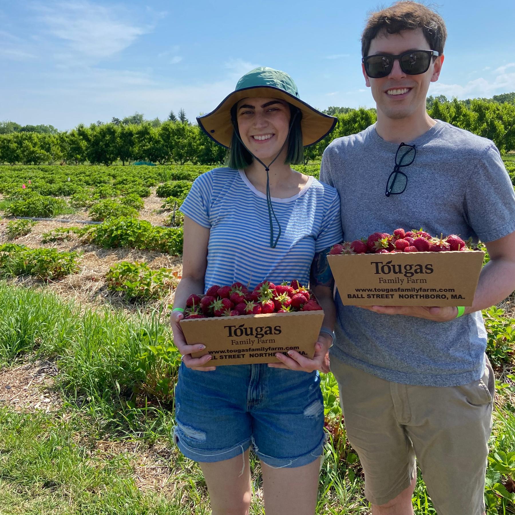 Strawberry picking at Tougas Farms.
