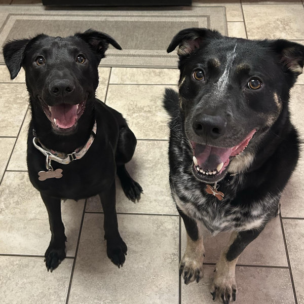 Our Pet Fund
