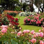 Lyndale Park Rose Garden