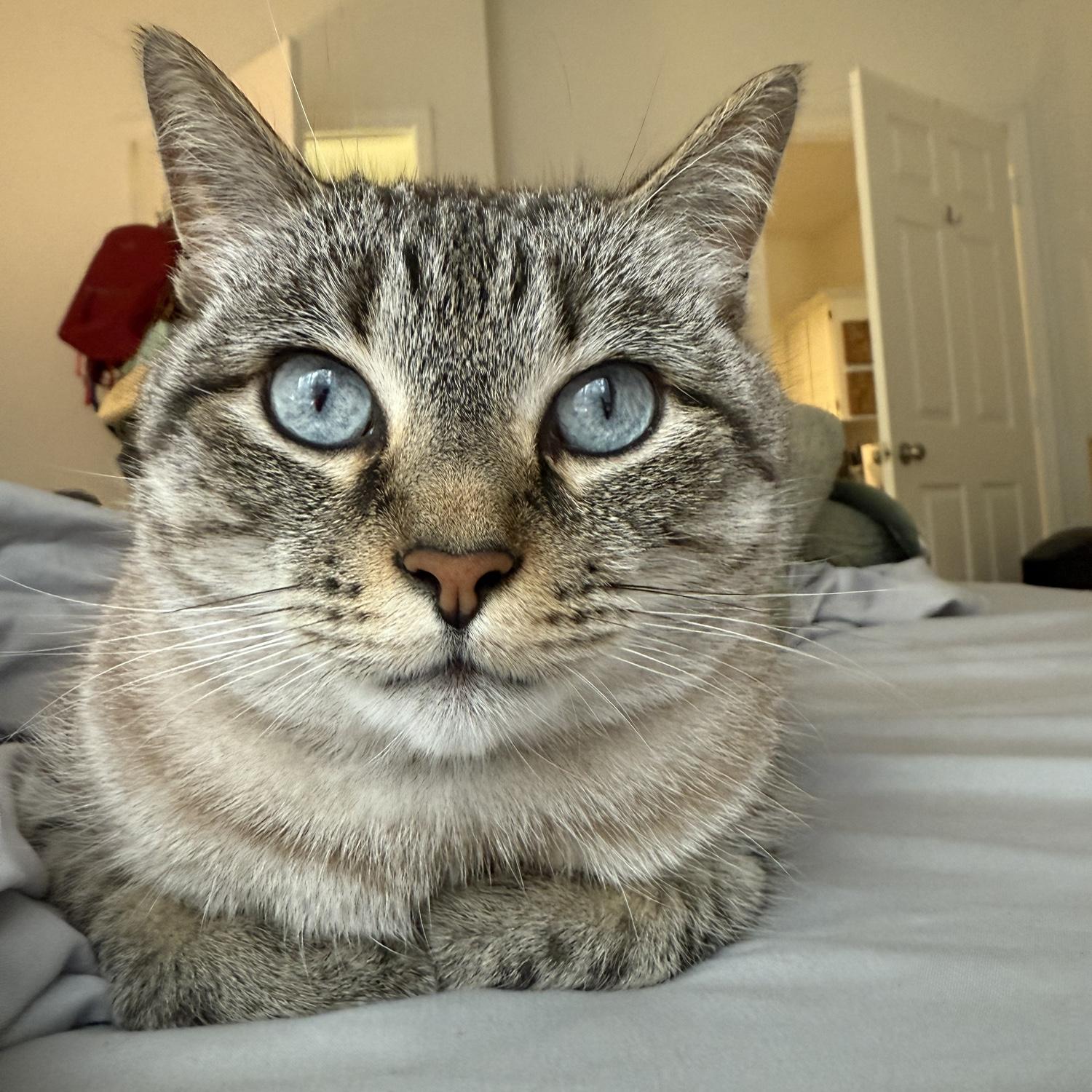 Our cat Luna