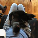 The Catcade - Cat Cafe & Rescue