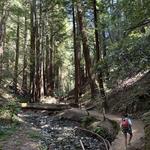Muir Woods National Monument