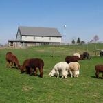 Eastland Alpacas