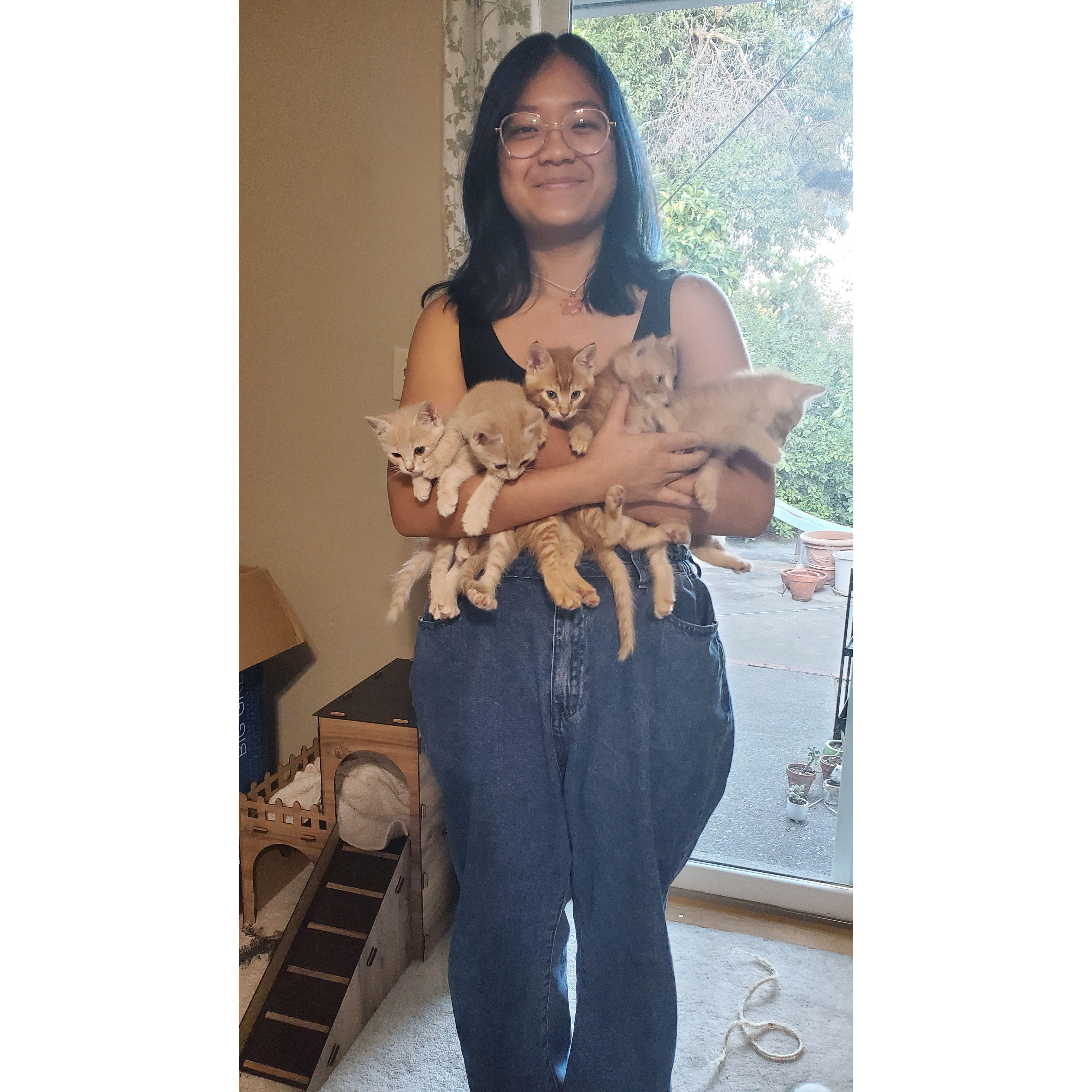 (2024) Our largest batch of foster kittens
