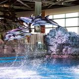Shedd Aquarium