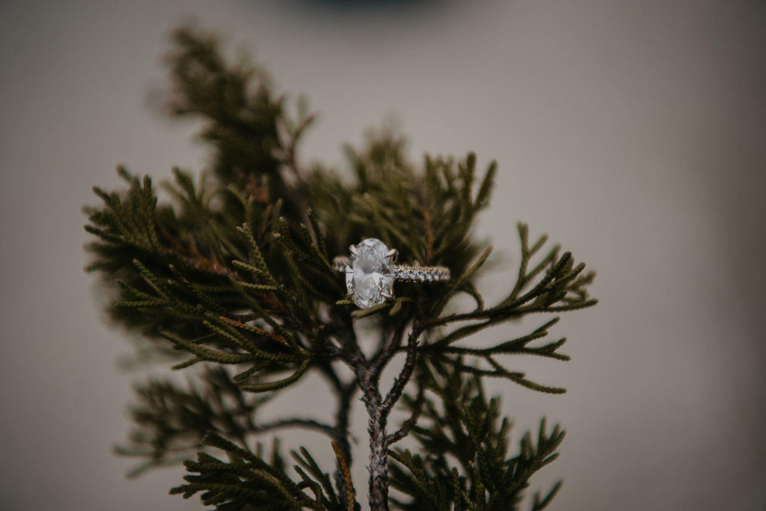 The Wedding Website of Shelbie Scott and Kevin Daniel