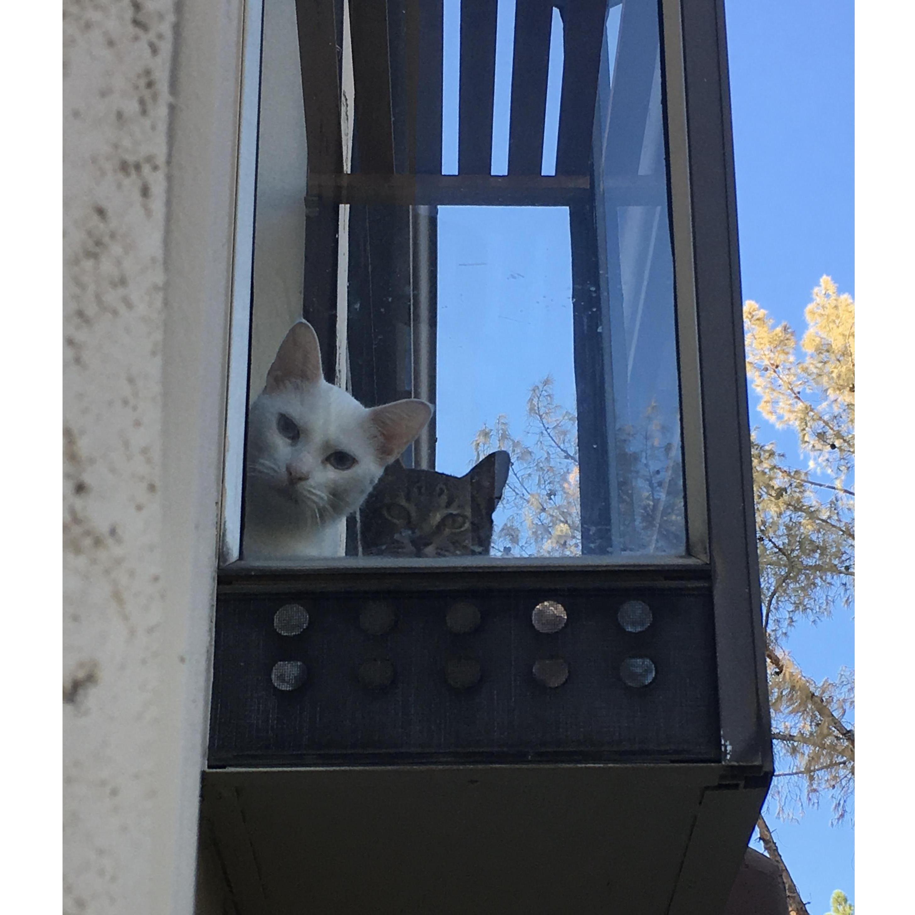 Our cats Yūsha & Noodle