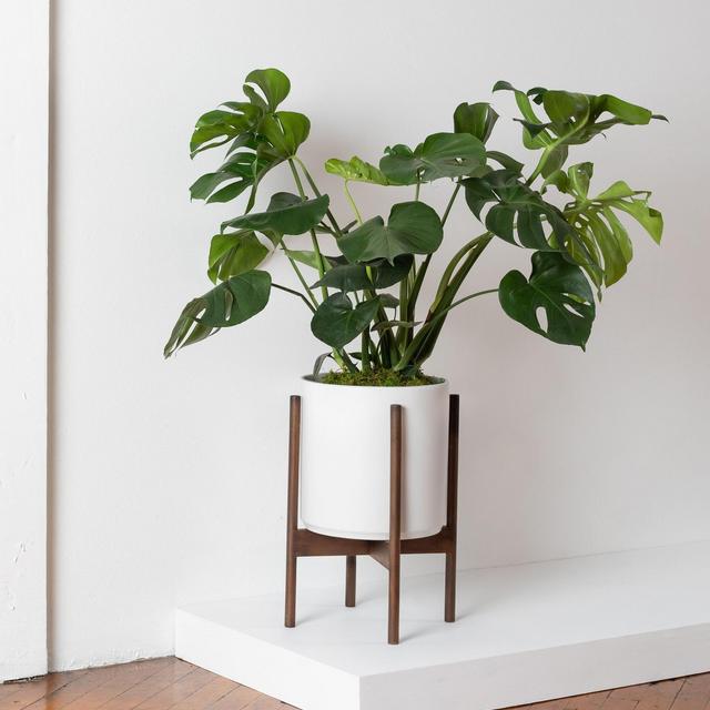 Monstera Deliciosa Large