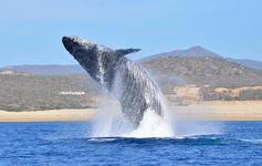 Whale Watching Tours