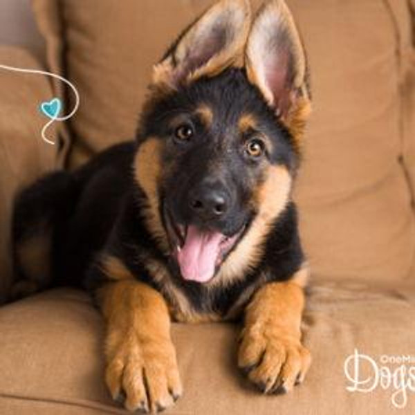 Our New Puppy