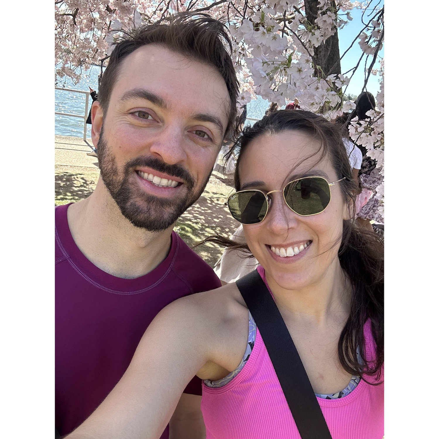 Cherry blossoms