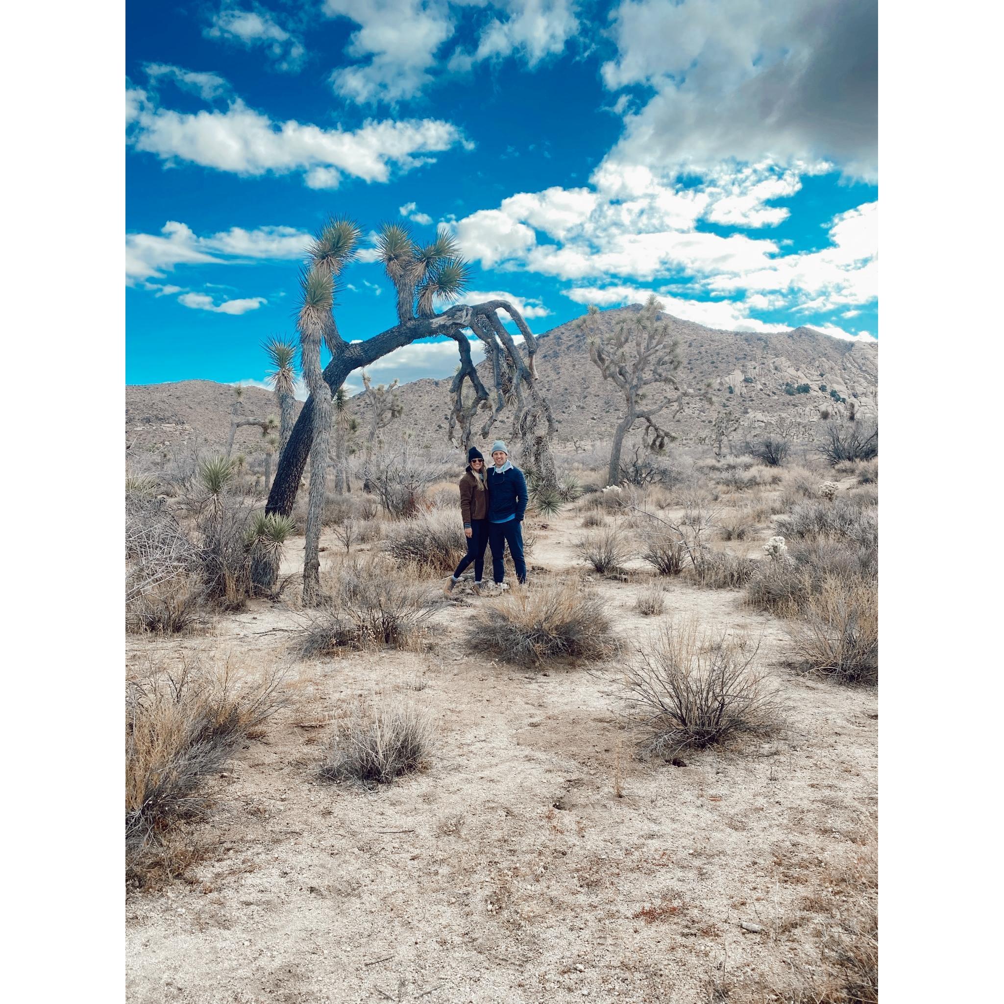 Joshua Tree -2020
