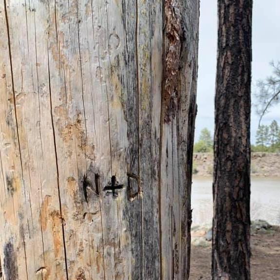 We poked a tree on our trip to Show Low/Pinetop