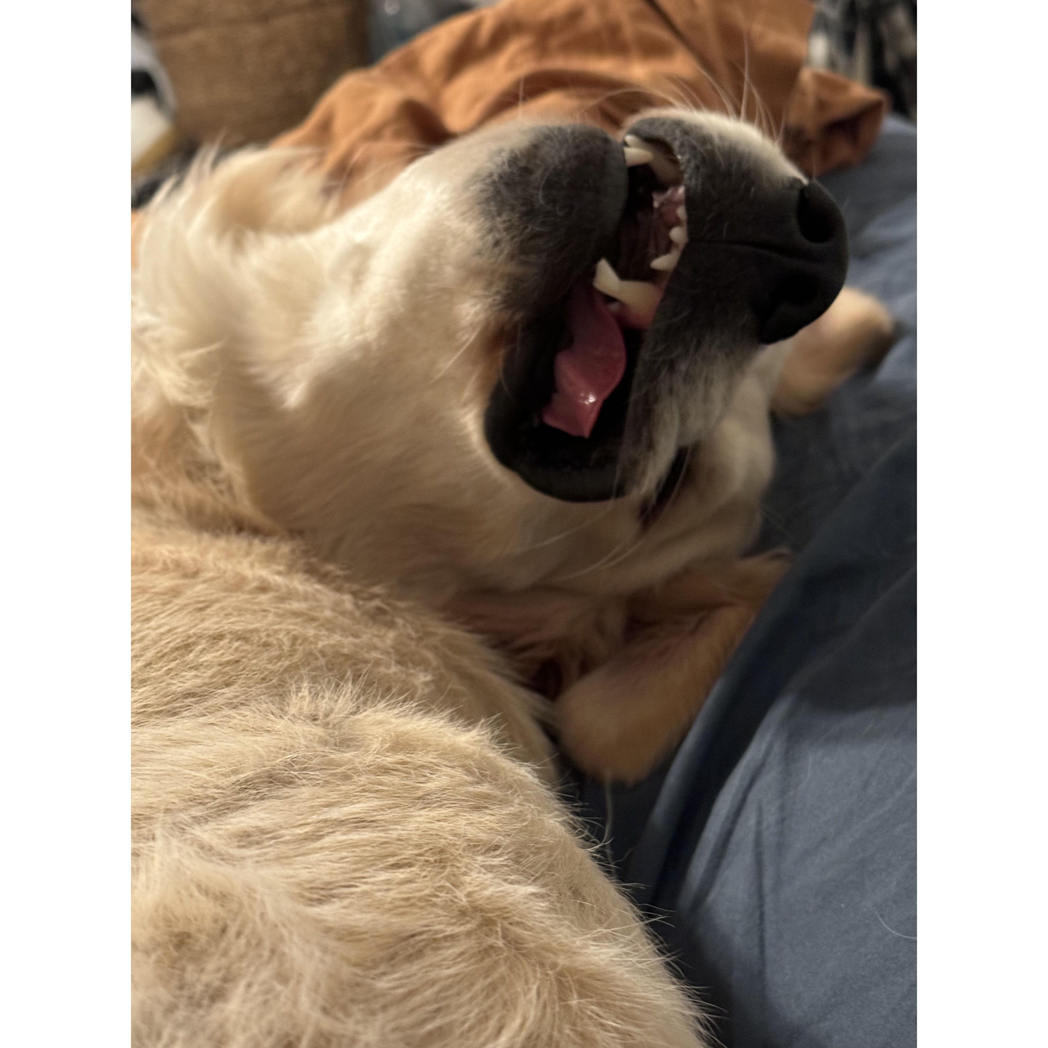 Showing off his teeth.