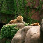 Lincoln Park Zoo